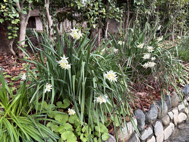 スイセンの写真