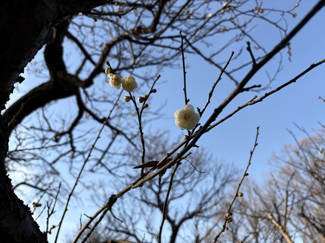 玉牡丹(梅)の写真