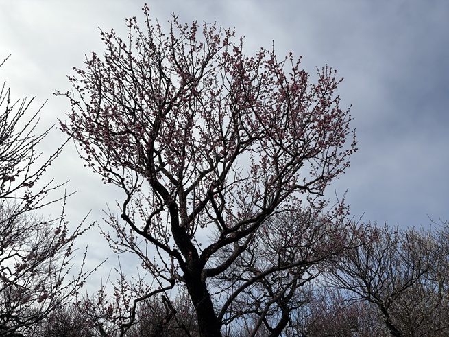 楊貴妃(梅)の写真