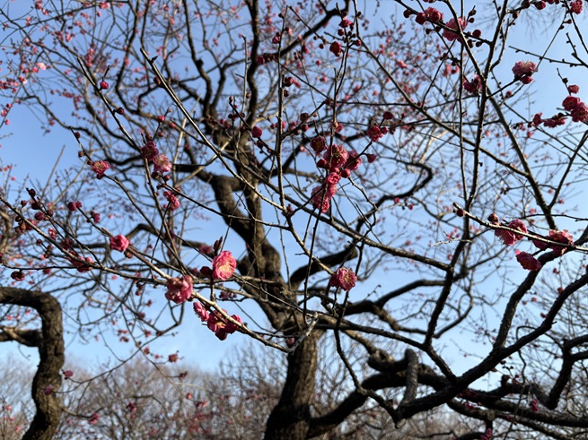 唐梅(平右衛門広場)の写真