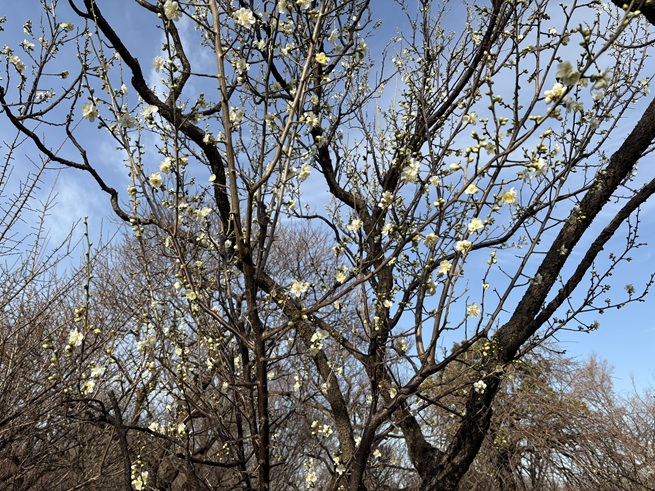 月影(大階段上梅園)の写真