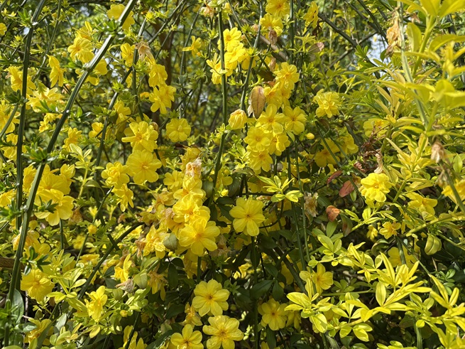 ウンナンオウバイの写真