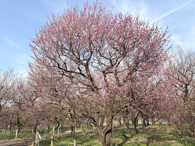八重寒紅の写真
