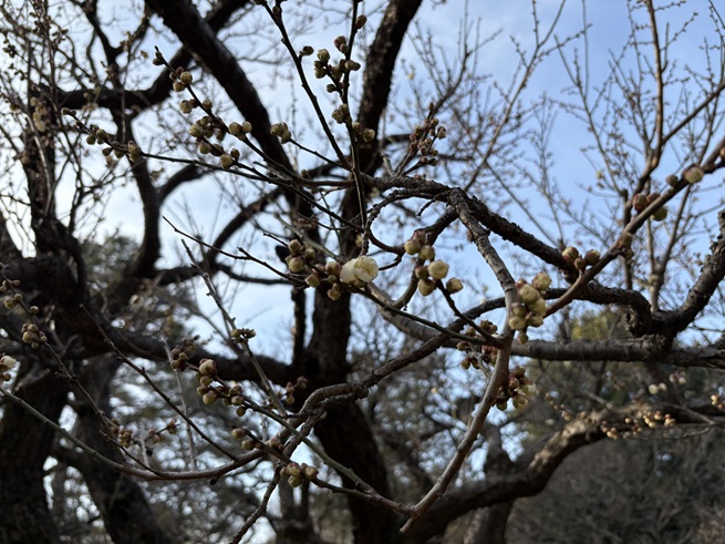 八重野梅(水遊びの池北)の写真