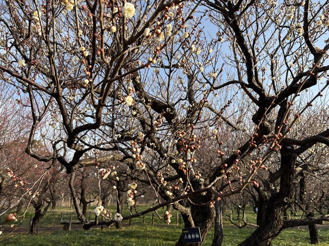 八重野梅(大階段上梅園)の写真