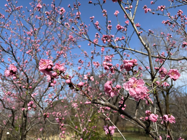 矢口(ハナモモ)の写真