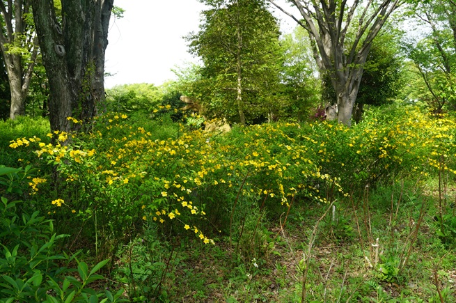 ヤマブキの写真