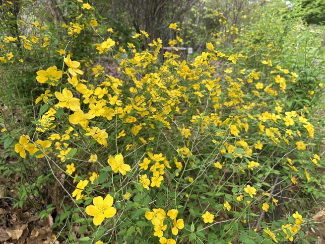 ヤマブキの写真