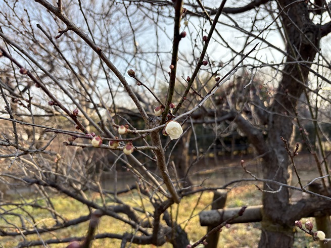 大和牡丹(平右衛門広場)の写真