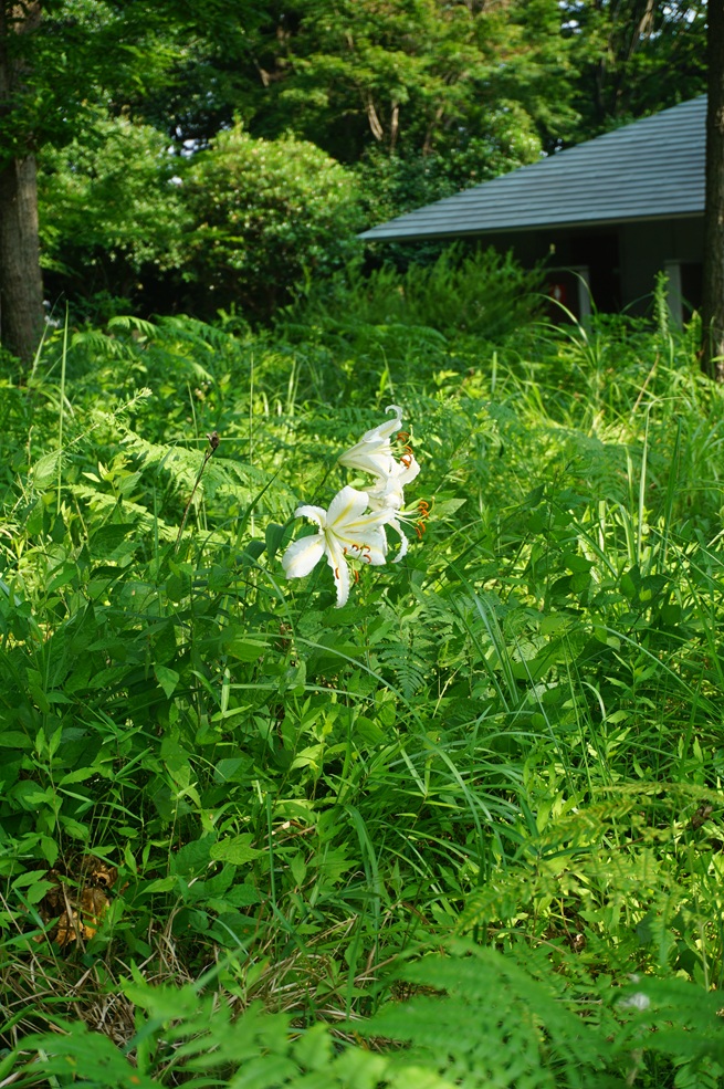 ヤマユリの写真