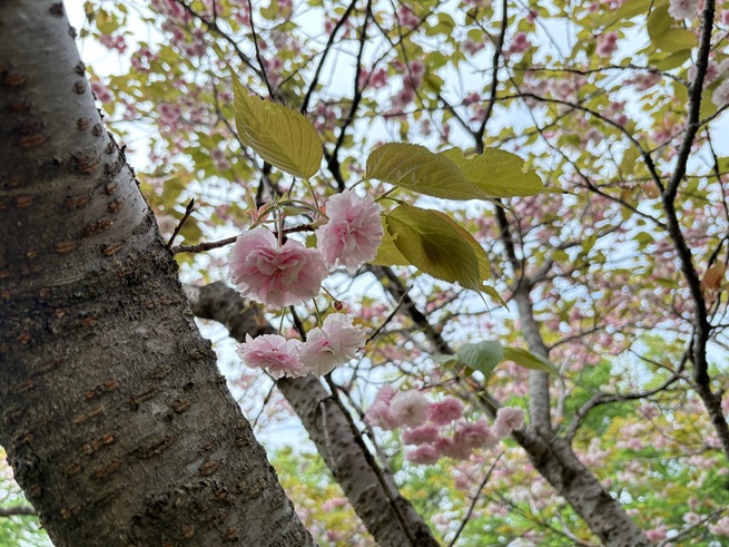 楊貴妃(サクラ)の写真