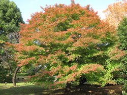 写真：モミジの枝の先が紅葉している様子