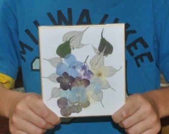 写真　あじさいの押し花
