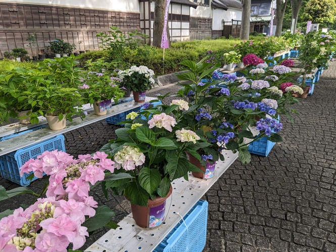 アジサイ展開催中