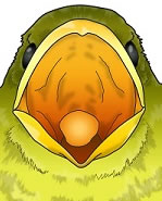 冬鳥のイラスト