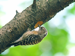野鳥の写真B