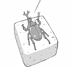 カブトムシ標本のイラスト