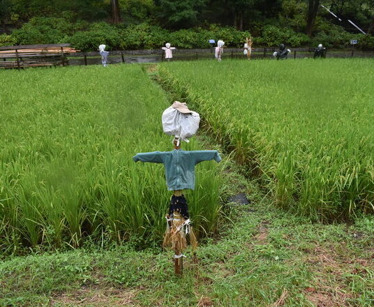 かかし10