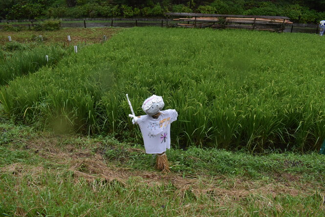 かかし14