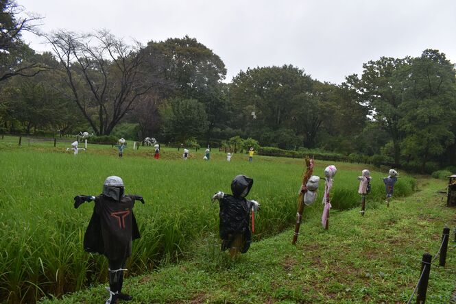 写真：田んぼをまもるかかし