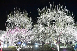 梅ライトアップの写真