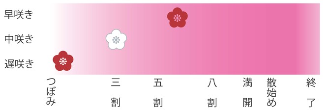 梅の開花状況の写真