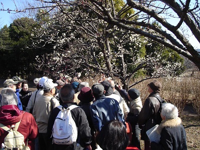 梅の木散歩の写真