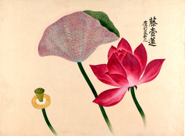 藤壺蓮の画像