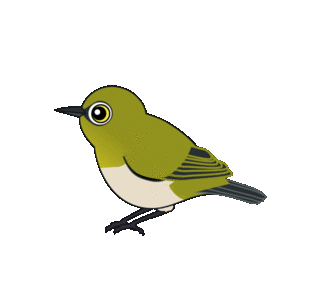 メジロのイラスト