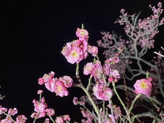 ライトアップの梅の写真