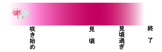 曼珠沙華の開花状況の写真