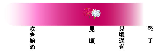 曼珠沙華開花状況