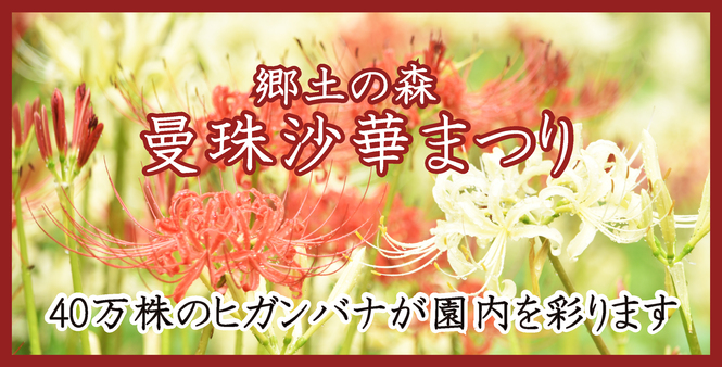 郷土の森曼珠沙華まつり　40万株のヒガンバナが園内を彩ります　令和5年9月9日（土曜日）から10月1日（日曜日）