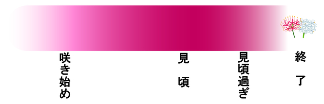 曼珠沙華開花状況
