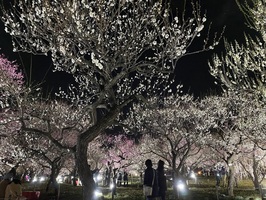 ライトアップの写真