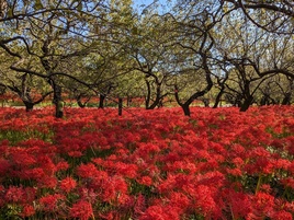 曼珠沙華（梅園）
