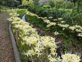 白い曼珠沙華（水路沿い）