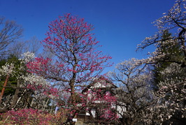 旧郵便取扱所と梅の写真